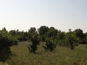 Satılır 105 sot torpaq Qəbələ