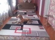 İcarəyə verilir 4 otaqlı 100 m2 bağ evi Quba