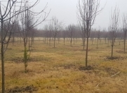 Satılır 230 sot torpaq Qəbələ