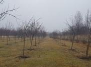 Satılır 230 sot torpaq Qəbələ