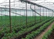 Satılır 24 sot torpaq Aygun City