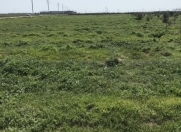 Satılır 100 sot torpaq Binə