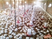 Satılır 15 otaqlı 11000 m2 obyekt Xudat