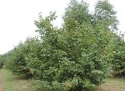 Satılır 10 sot torpaq Qəbələ