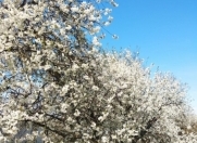 Satılır 15 sot torpaq Qusar