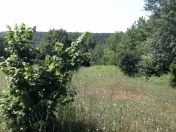 Satılır 105 sot torpaq Qəbələ