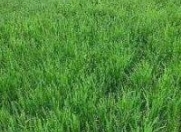 Satılır 1 sot torpaq Quba