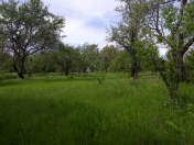 Satılır 200 sot torpaq Qəbələ