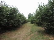 Satılır 200 sot torpaq Zaqatala