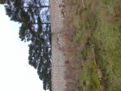 Satılır 6 sot torpaq Albalı