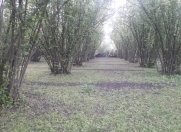 Satılır 15 sot torpaq Oğuz