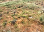 Satılır 12 sot torpaq Buzovna