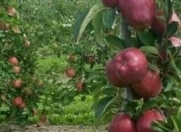 Satılır 14 sot torpaq Xaçmaz