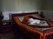 Satılır 1 otaqlı 35 m2 həyət evi Biləcəri