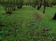 Satılır 70 sot torpaq Qəbələ