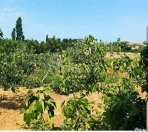 Satılır 19 sot torpaq Mərdəkan