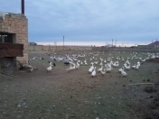 Satılır 2.3 sot torpaq Masazır