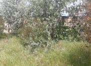 Satılır 36 sot torpaq Albalı