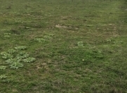 Satılır 3 sot torpaq Məhəmmədli