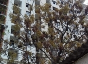 Satılır 3 otaqlı 135 m2 yeni tikili Yaşıl bazar