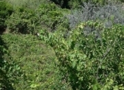 Satılır 15 sot torpaq Aqua Park