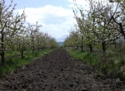 Satılır 120 sot torpaq Quba