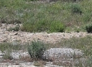 Satılır 6 sot torpaq Badamdar