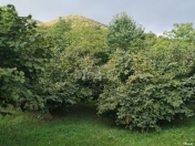 Satılır 82 sot torpaq Qax