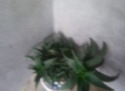 İcarəyə verilir 2 otaqlı 40 m2 köhnə tikili 8 km