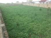 Satılır 5 sot torpaq Saray