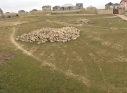 Satılır 7 sot torpaq Saray