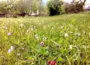 Satılır 7 sot torpaq Qəbələ