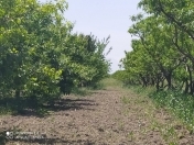 Satılır 250 sot torpaq Xaçmaz