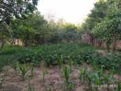 Satılır 10 sot torpaq Novxanı