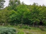 Satılır 14 sot torpaq Qəbələ