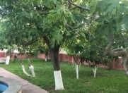 İcarəyə verilir 4 otaqlı 200 m2 bağ evi Buzovna