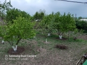 Satılır 7 sot torpaq Şamaxı