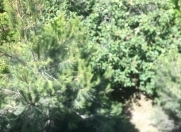 Satılır 30 sot torpaq Botanika bağı