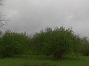 Satılır 12 sot torpaq Qəbələ