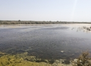 Satılır 2000 sot torpaq Kürdəmir