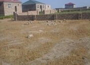 Satılır 2.5 sot torpaq Binə