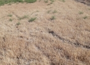 Satılır 95 sot torpaq Saray