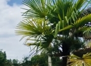 Satılır 7 otaqlı 340 m2 bağ evi Astara