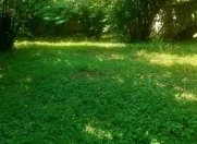 Satılır 6 sot torpaq Qəbələ