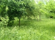 Satılır 40 sot torpaq Qəbələ