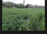 Satılır 30 sot torpaq Ucar