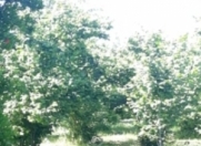 Satılır 8 sot torpaq Xaçmaz