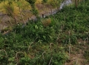 Satılır 6 sot torpaq Qəbələ