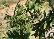 Satılır 24 sot torpaq Novxanı