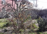 Satılır 2 sot torpaq Əhmədli